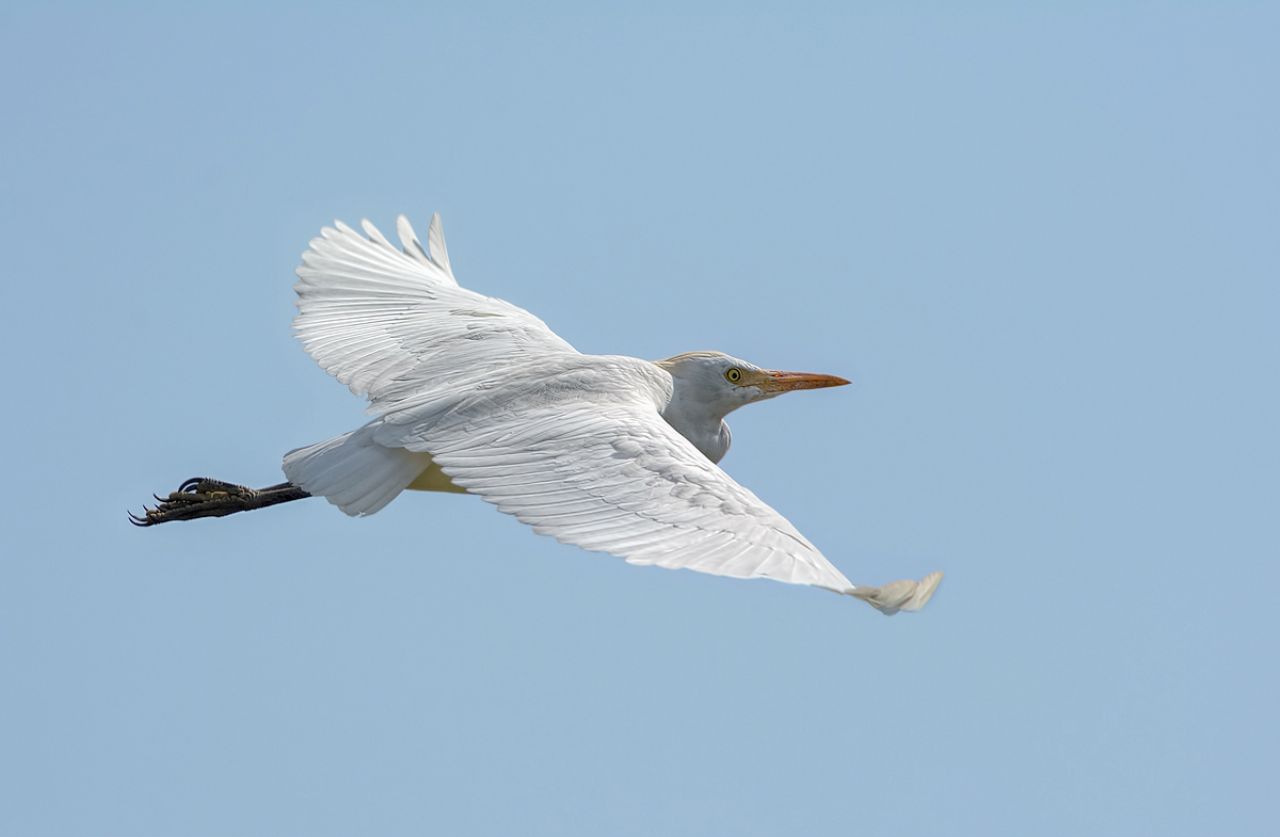 Airone guardabuoi (Bubulcus ibis)